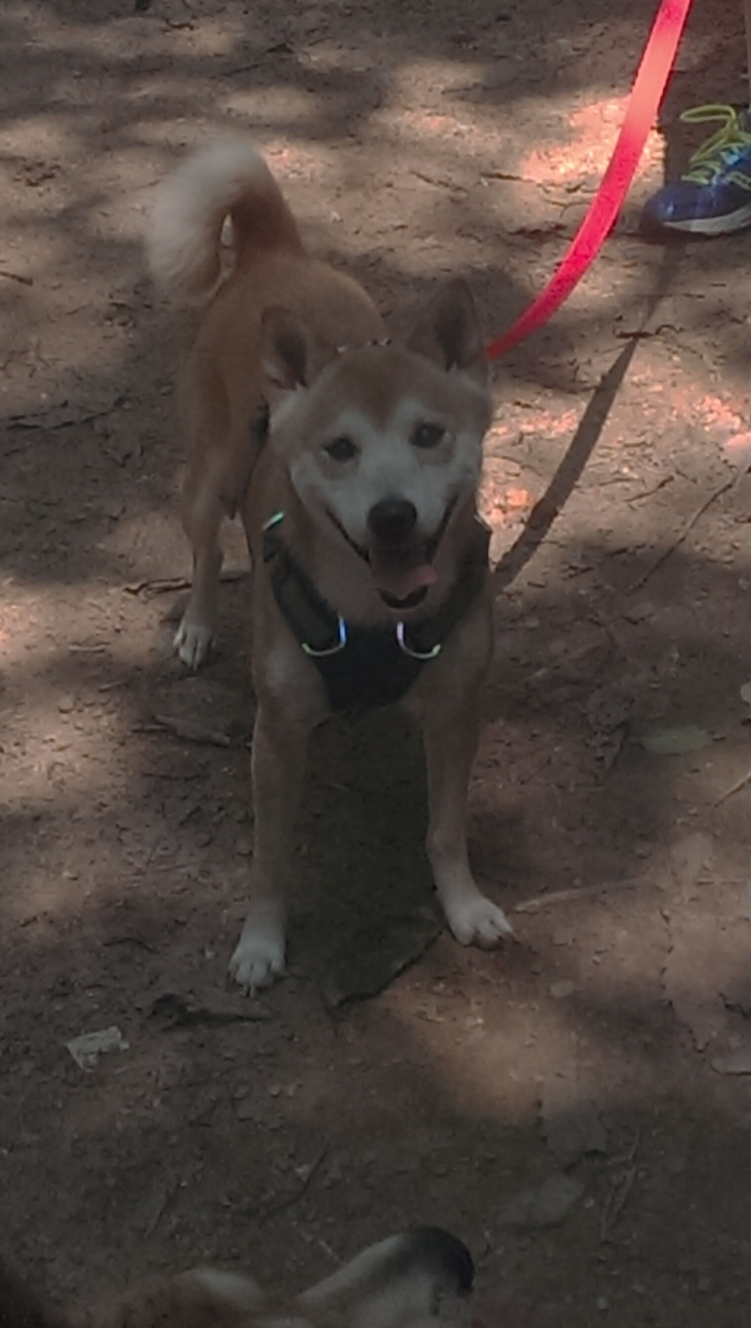 爱游戏官方-_掘金队连胜不断，士气高涨_，掘金队现在叫什么