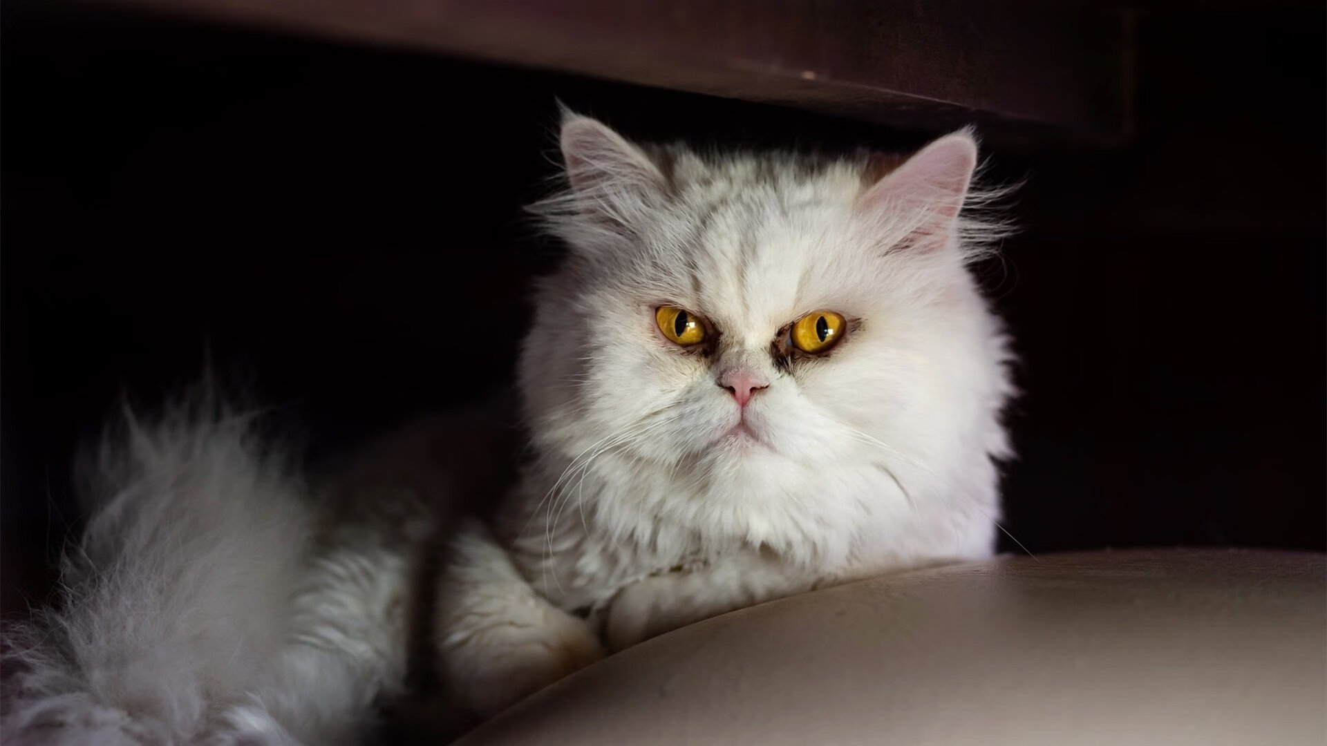 _都市骑行节：倡导绿色出行新风尚_，骑行发现城市之美