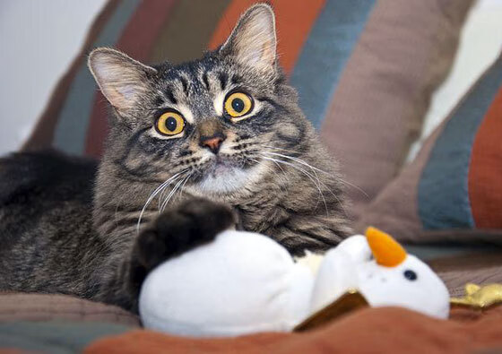 “校园足球比赛激发青少年兴趣，推动全民体育”，青少年校园足球实施意见