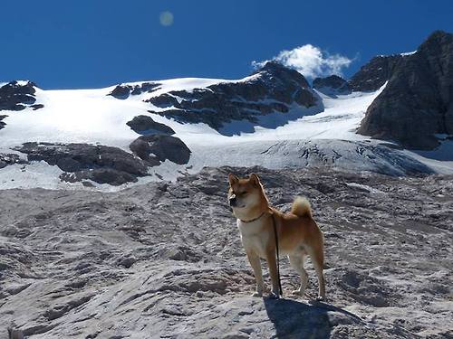 《AI裁判在比赛中的应用:提升公平性与效率》,ai裁判最早应用于哪年世界体操