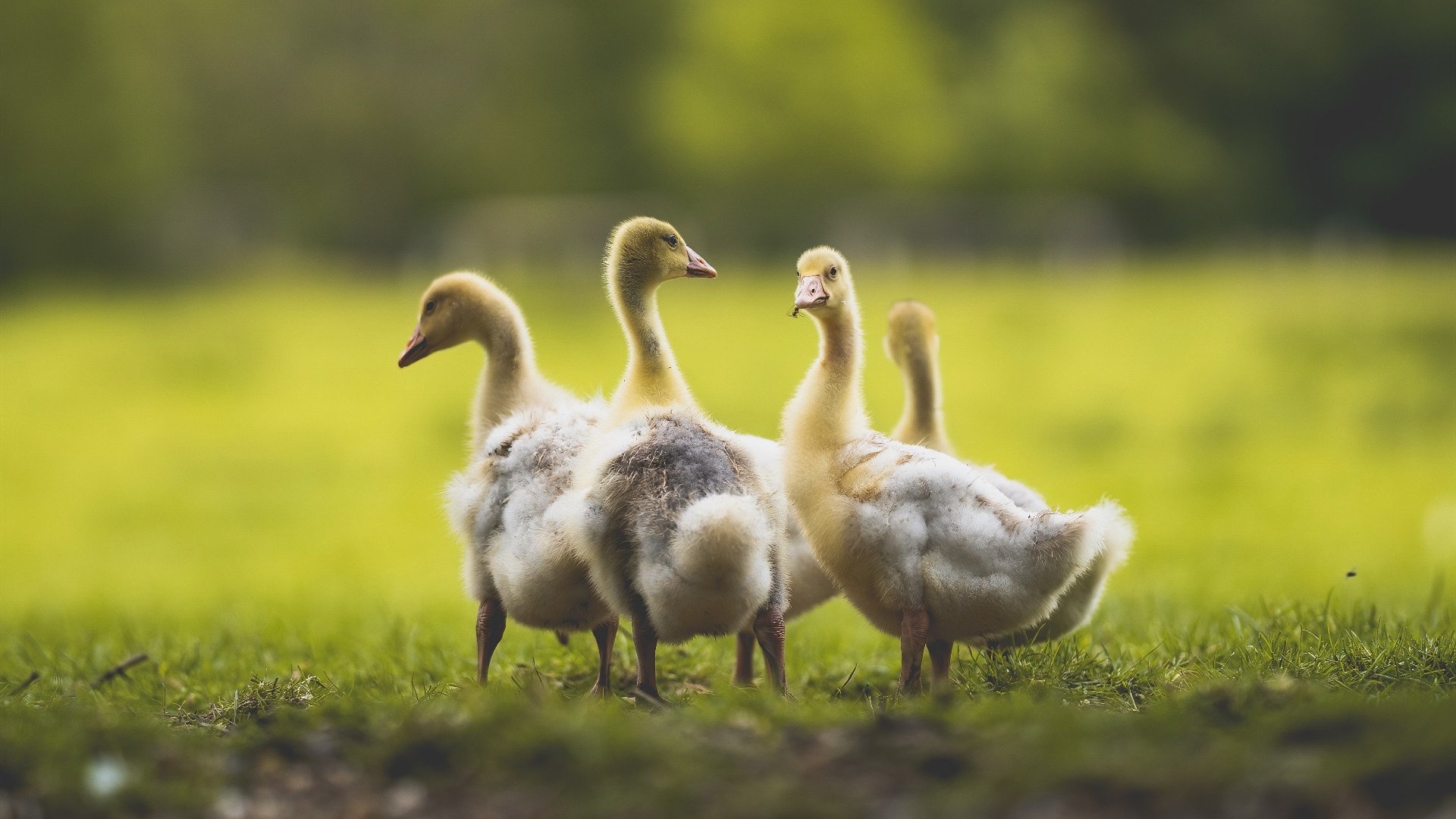 中国足球社会化服务体系逐步建立，惠及全民群众，中国足球整体改革方案