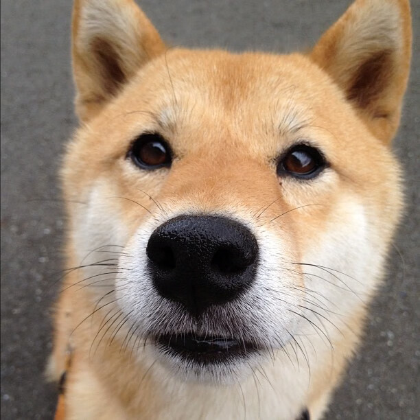 克罗地亚马术协会与非洲马术协会开展技术援助项目，提升当地水平。