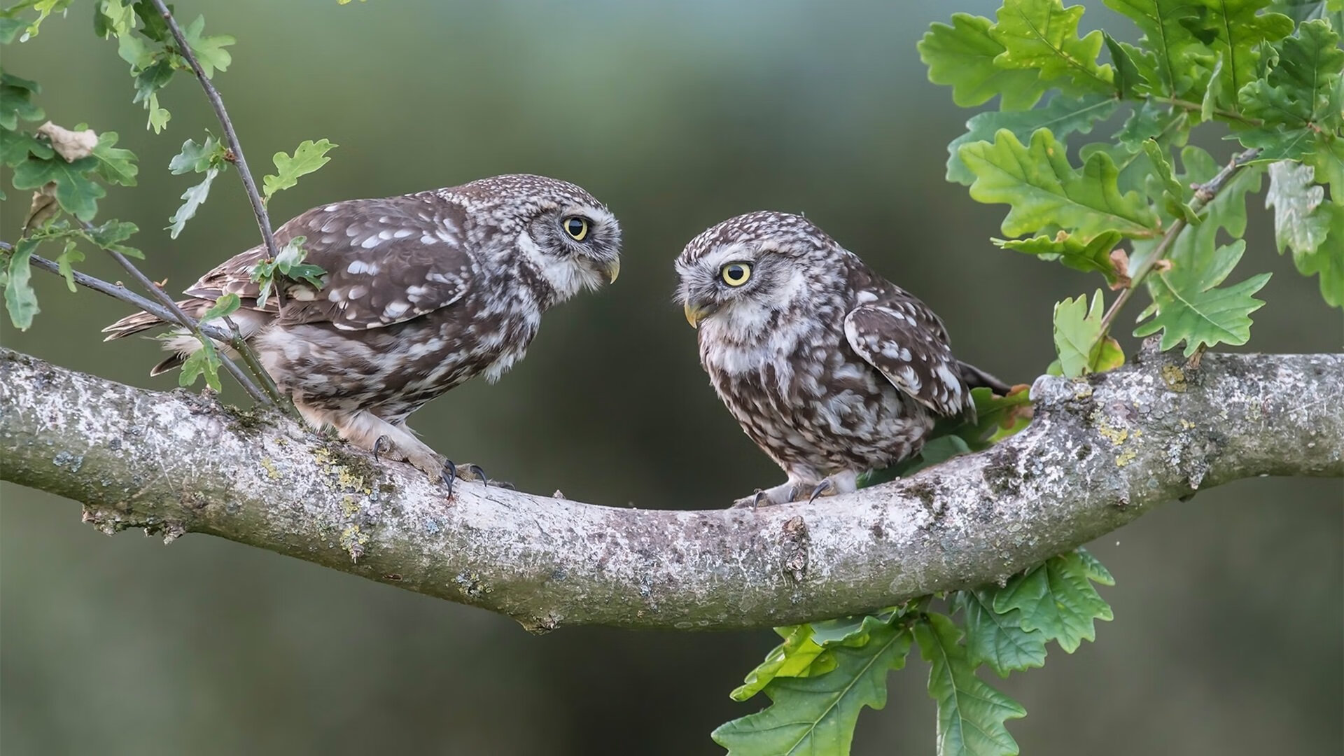 爱游戏-史上最“炸裂”的盖帽：谁的封堵让我印象深刻？，盖帽最厉害的人