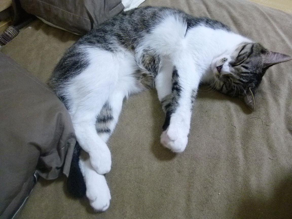 夏季高空滑索挑战，飞跃山谷的极速体验，飞跃滑梯