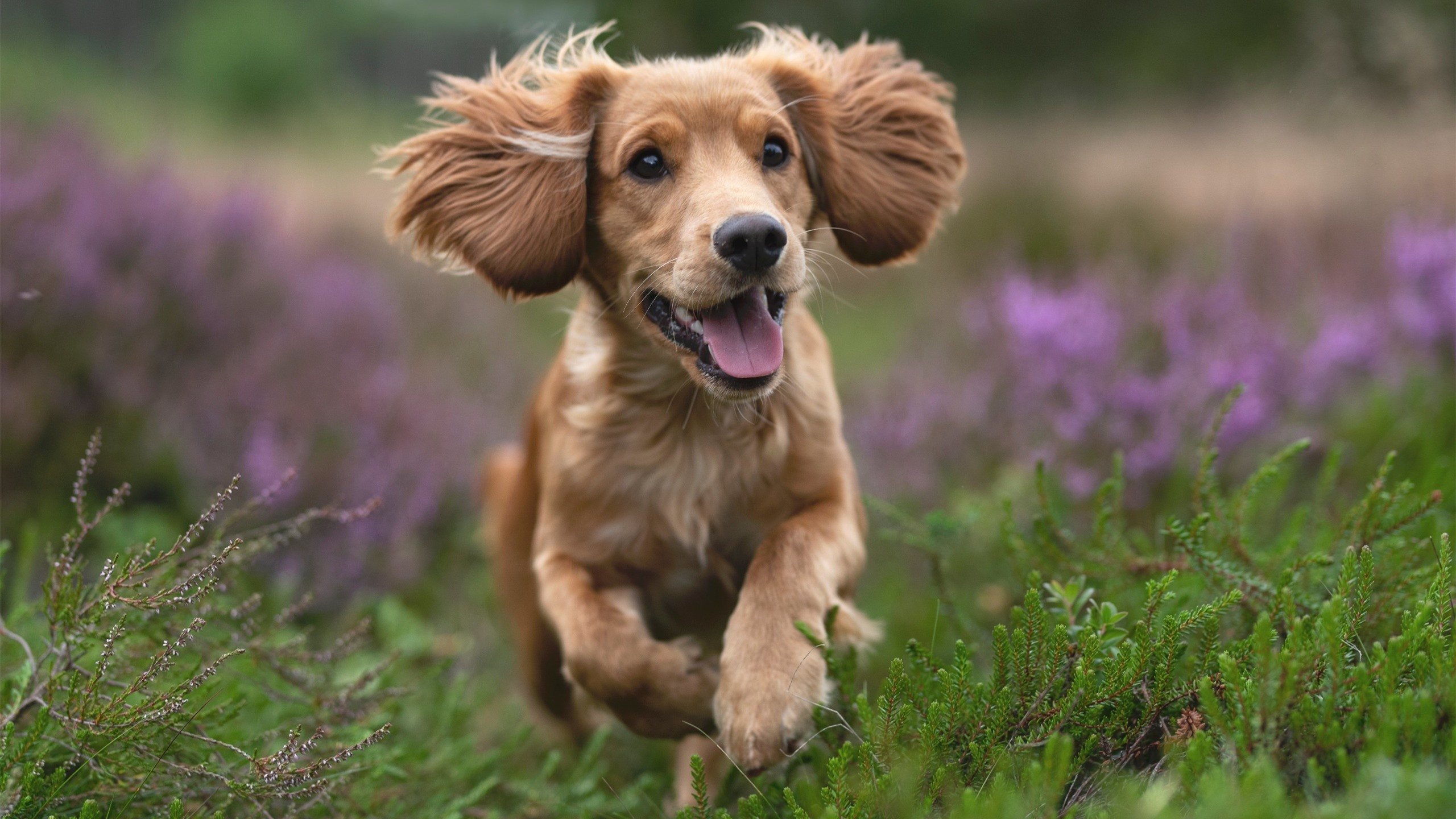 爱游戏中国官方网站平台-德甲强化青少年足球推广，造就未来巨星，足球青少年赛事