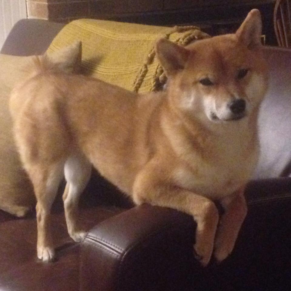 爱游戏下载-数据表现：48%的命中率，22次助攻，团队出色！，命中率80%