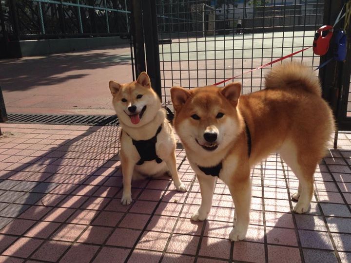 防守奇兵：李磊关键封盖，助球队稳住胜局！