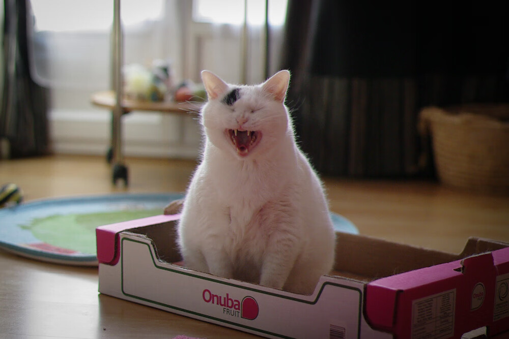 EDG战队转会期引援动向,edg战队转会情况