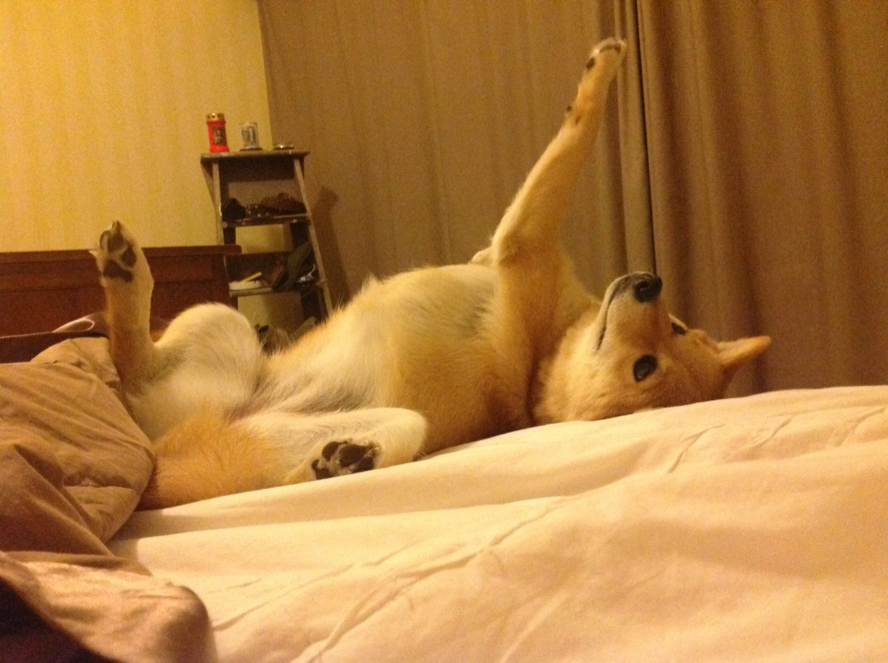 爱游戏体育平台-墨尔本联攻防转换效率提高，墨尔本联队直播