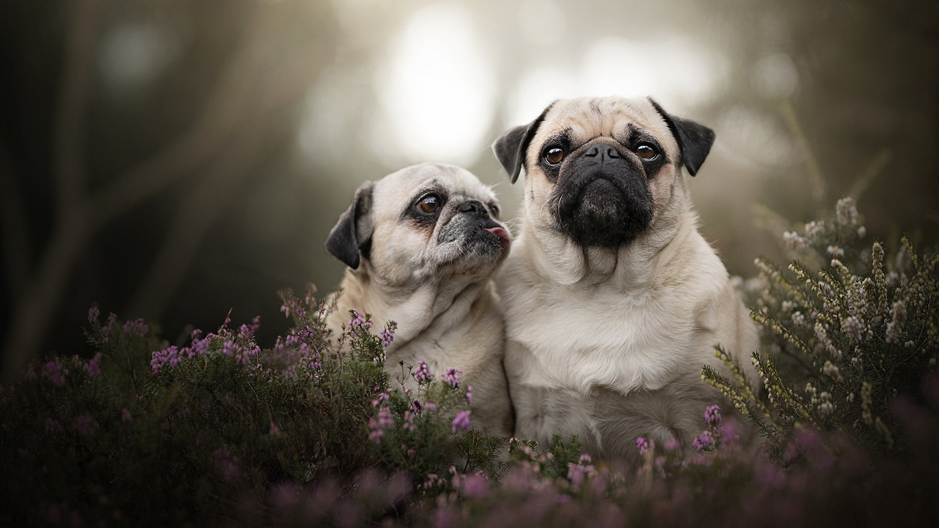 爱游戏体育（AYX）官方APP下载-布拉德福德中场控制力强，山谷之心期待新赛季，布拉德福德足球俱乐部
