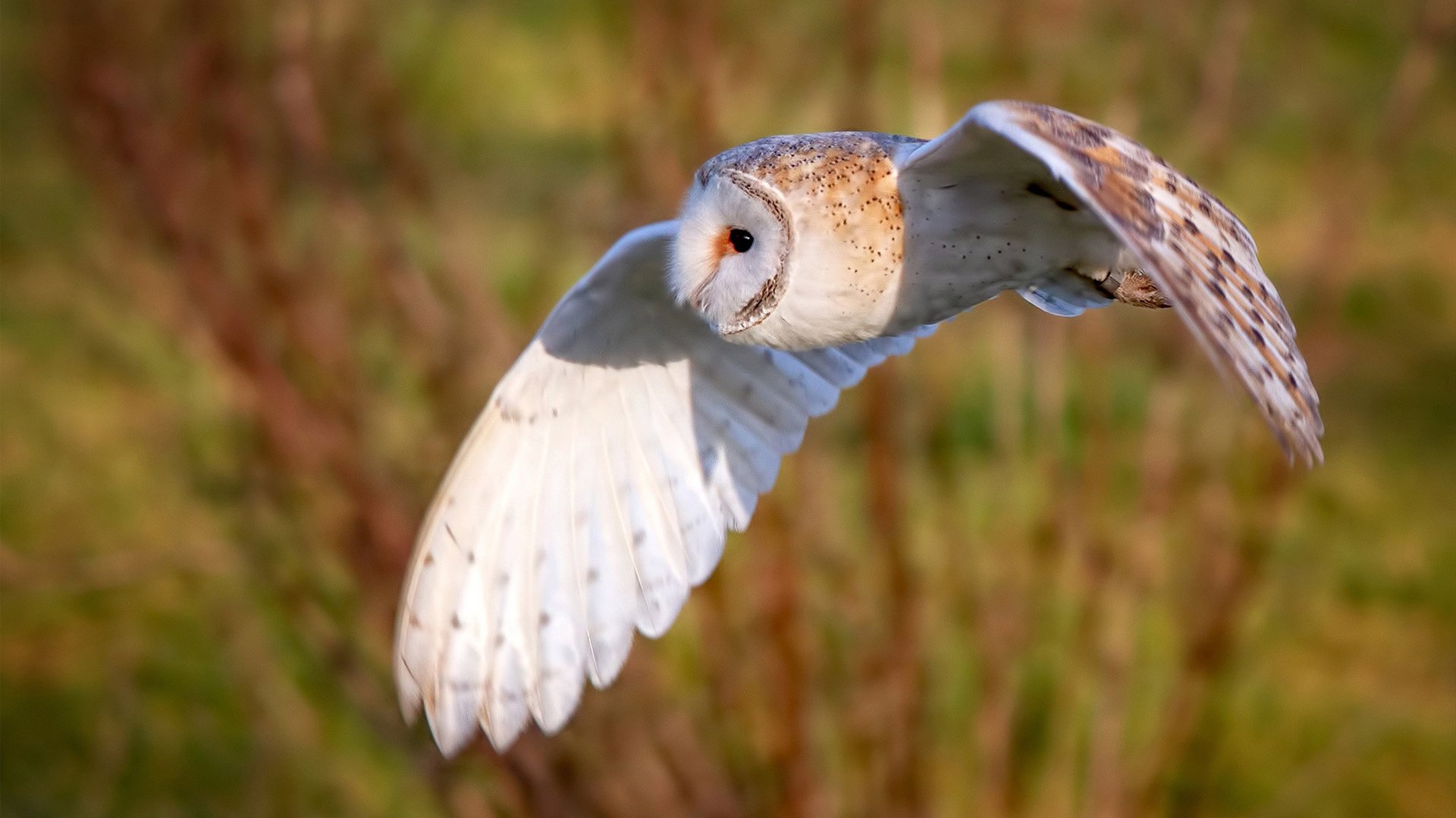格拉纳达门将表现神勇，连续多场零封对手，格拉纳达足球队最新新闻