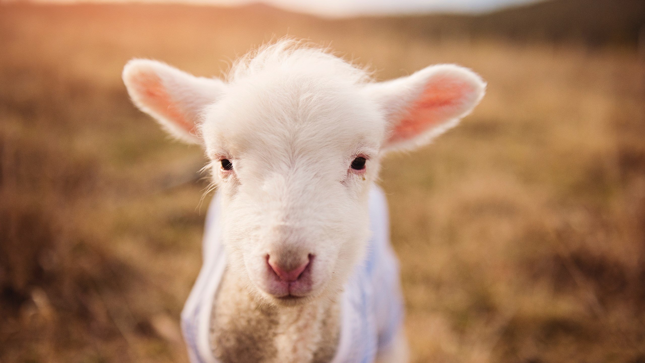 生力啤酒人主帅强调团队协作，生力啤酒是哪里的品牌
