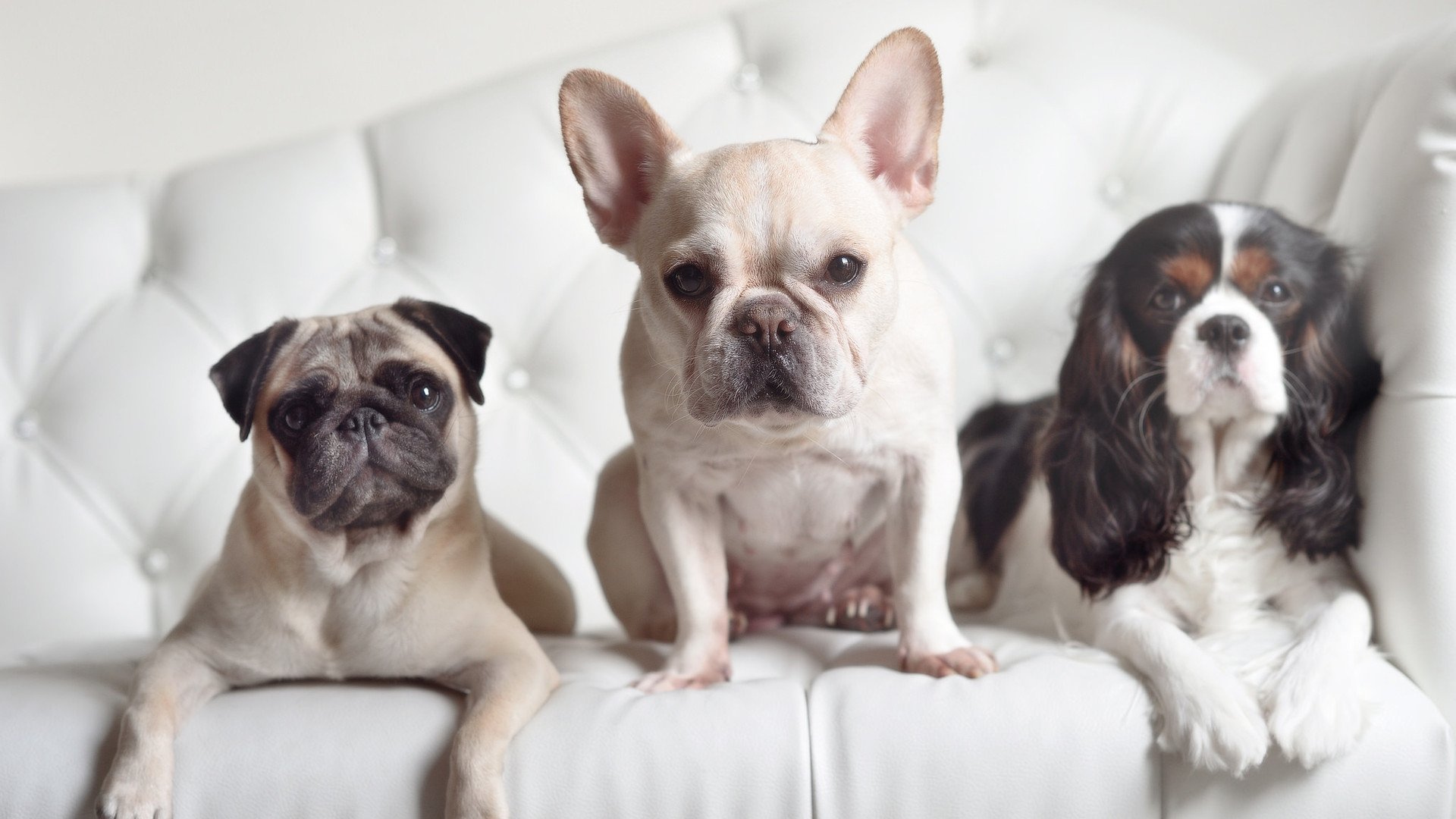 爱游戏娱乐网址-西班牙大胜斯洛伐克，成功晋级欧锦赛强，欧洲杯西班牙vs斯洛伐克让球