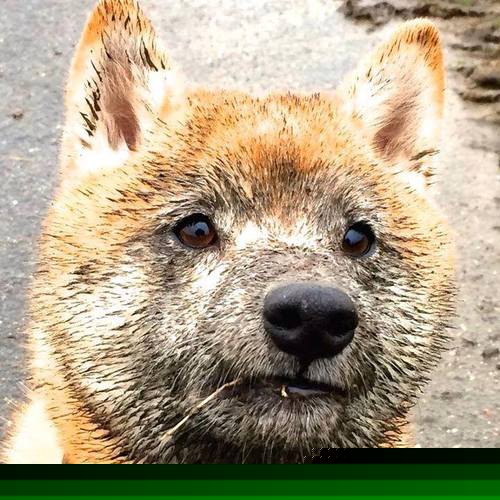 爱游戏在线登录入口-西班牙夺得2024年欧洲杯冠军，创历史新高，西班牙2020欧洲杯预选赛成绩