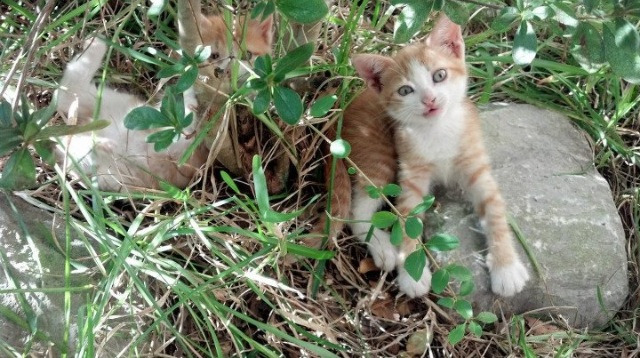 世界冰球锦标赛加拿大卫冕成功，世界冰球锦标赛分组