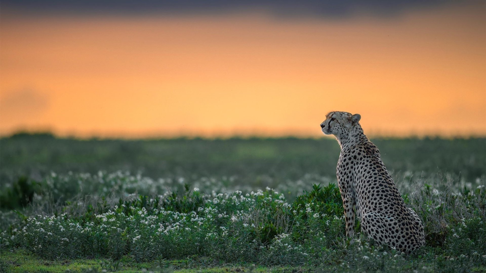 中超赛事传球密集度区域分布图,中超转播计划2021