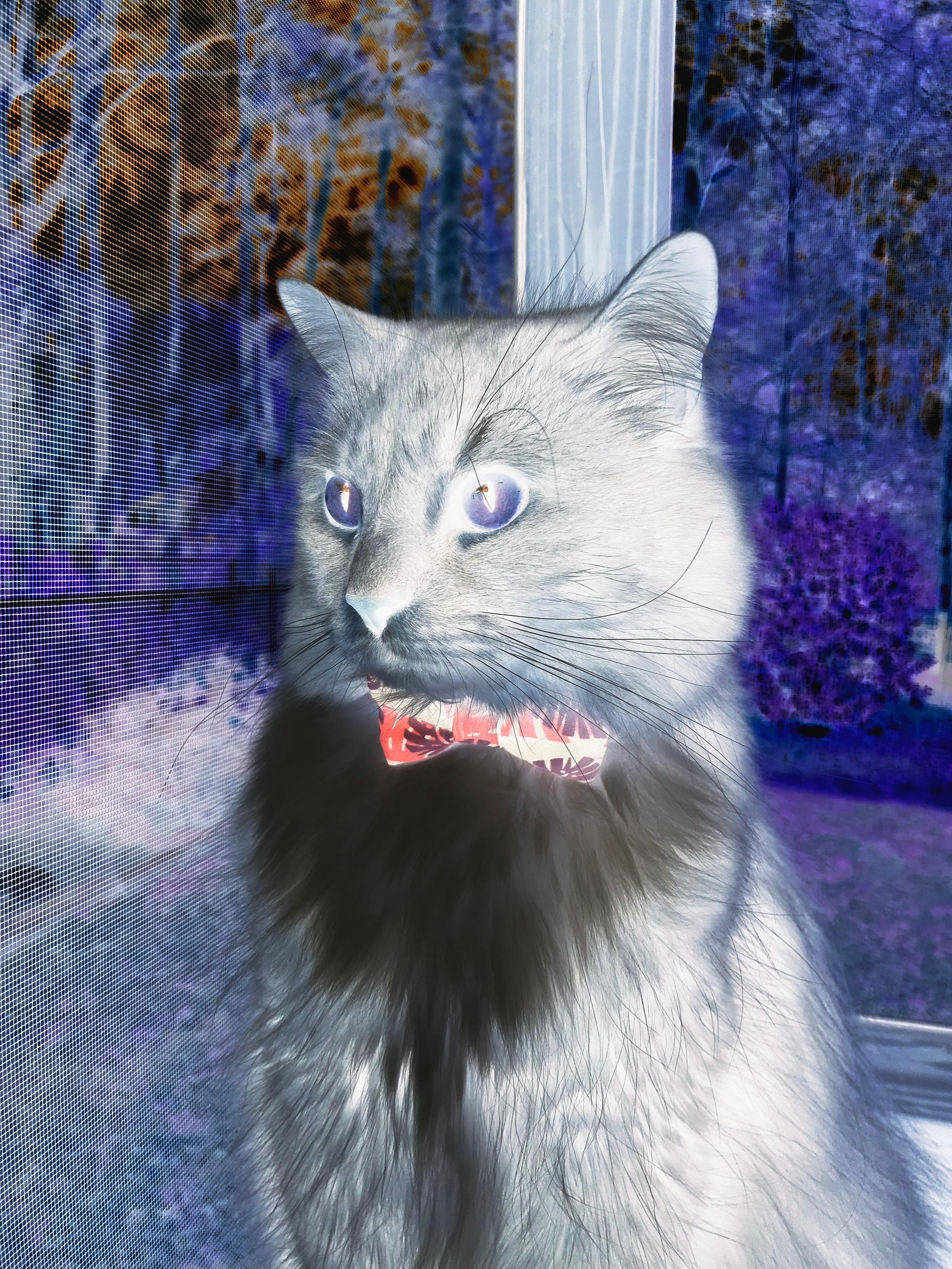 自由泳200米澳美争霸 中国夹击之势,自由泳奥运比赛视频