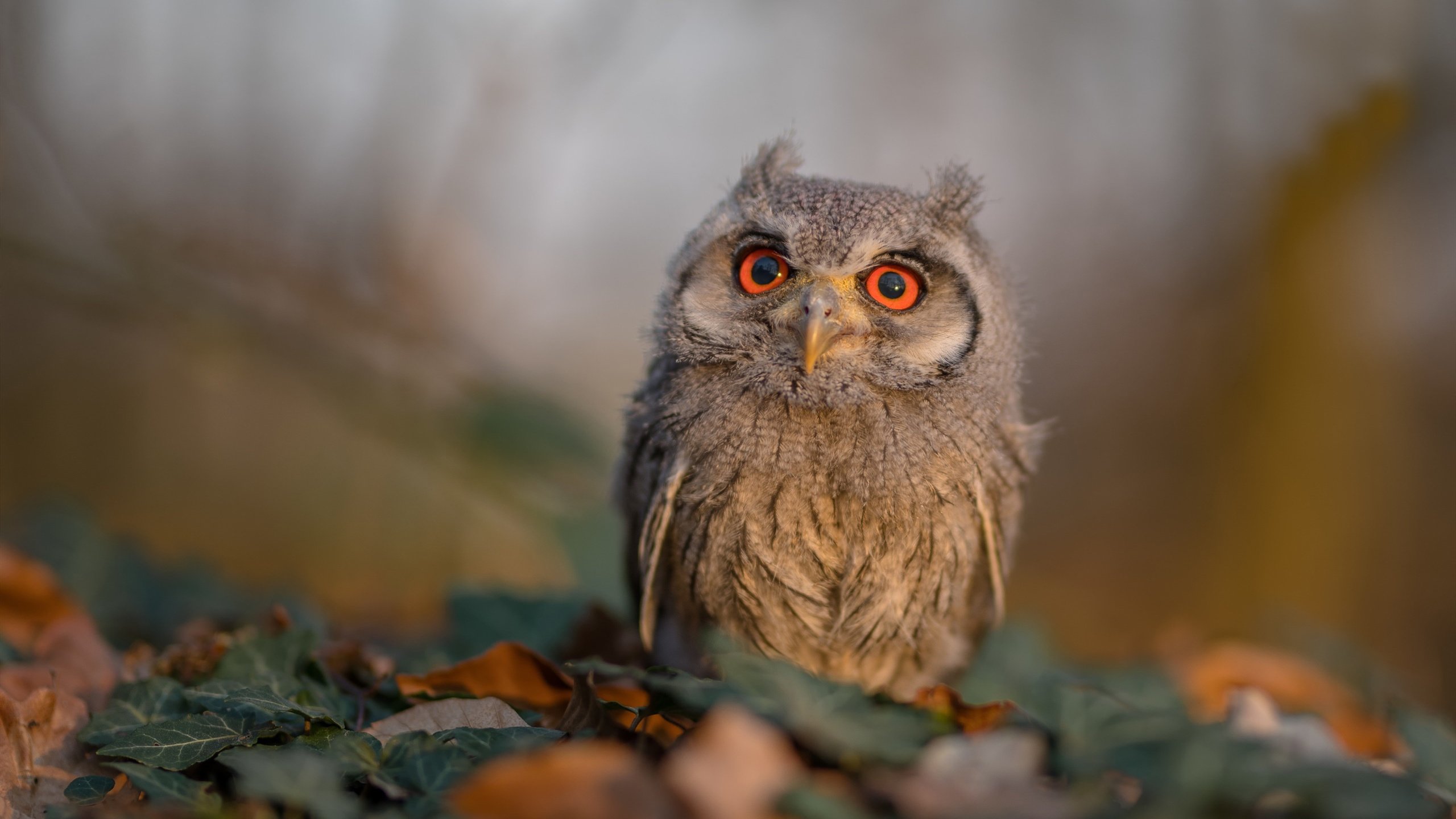 爱游戏在线娱乐官网-凯恩·瑞安：高效的反击能力让全黑队更具威慑力，凯恩vshhh