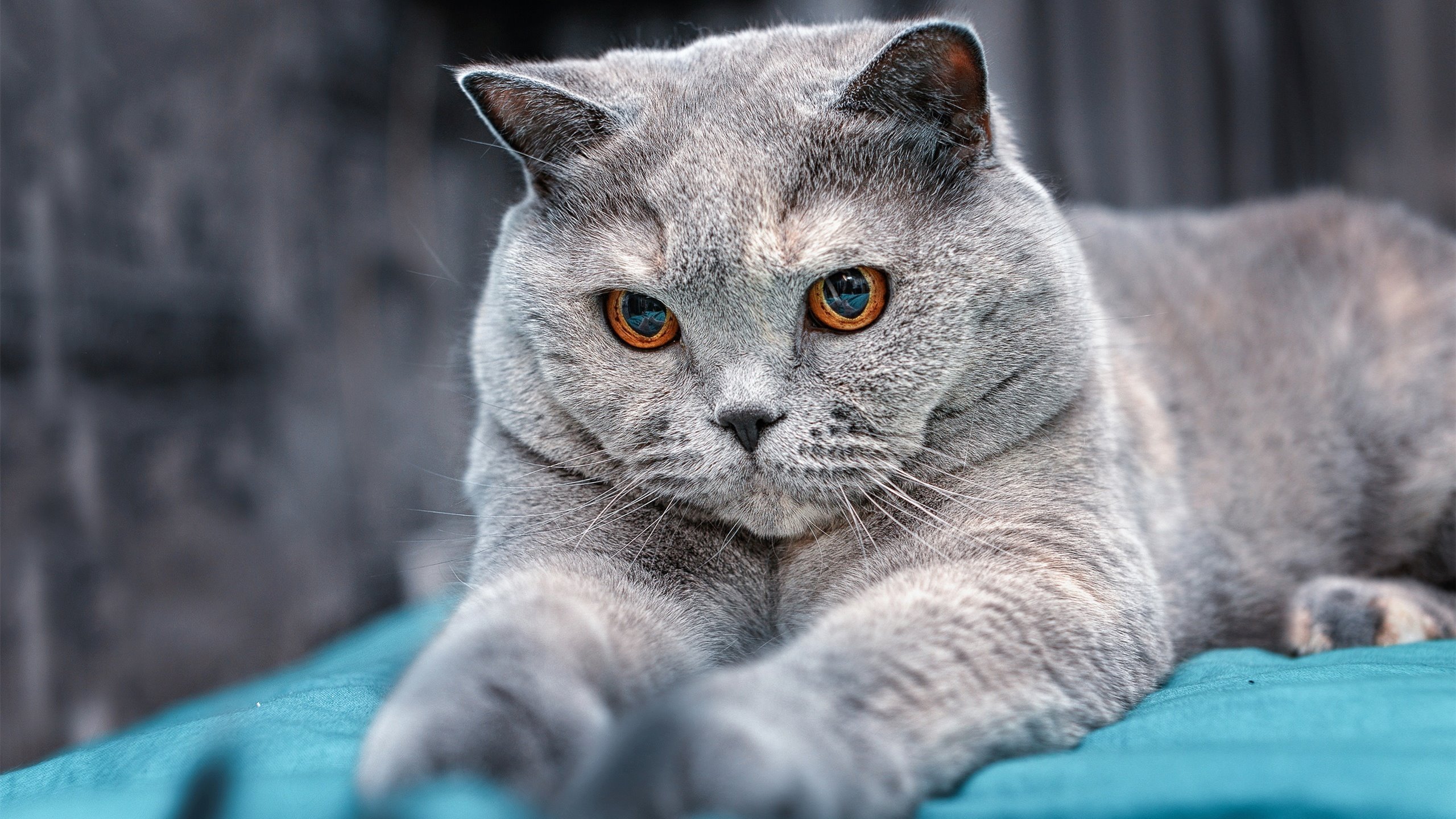 德甲决战变局:关键时刻的战略调整,德甲揭幕战历史战绩