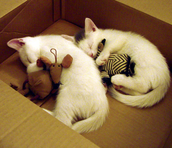 爱游戏中国官方登录入口网站-赛前动员强调必须保持饥饿感面对强敌不能有丝毫松懈，赛前动员大会发讲话