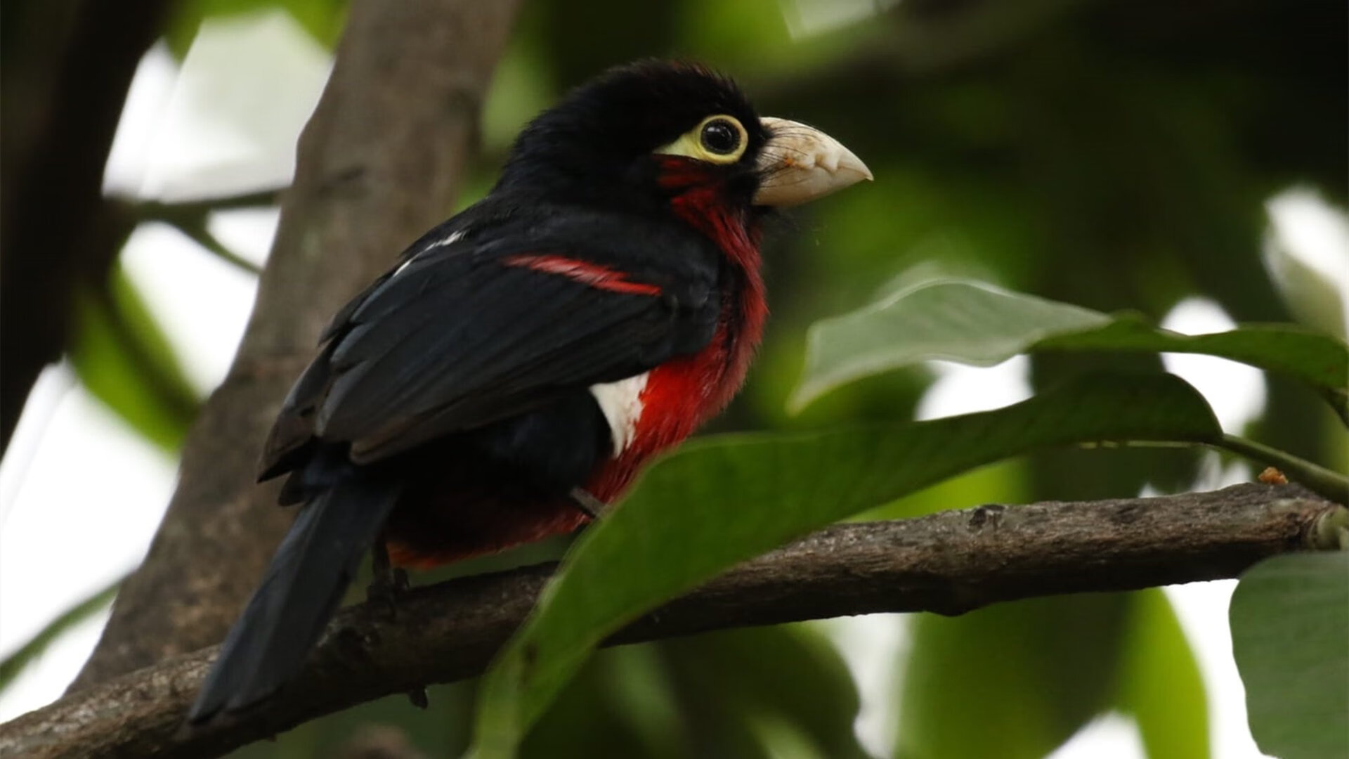 阿尔及利亚男篮在非洲锦标赛中夺冠，球队实力大幅提升